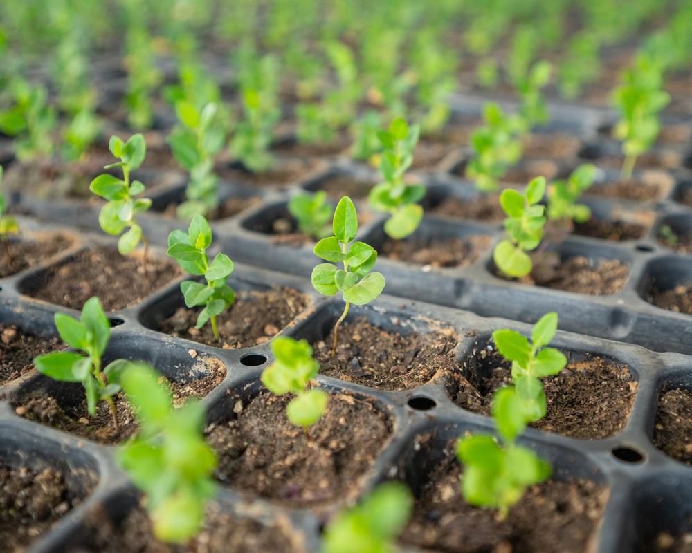 Plantas de árboles nativos en el vivero